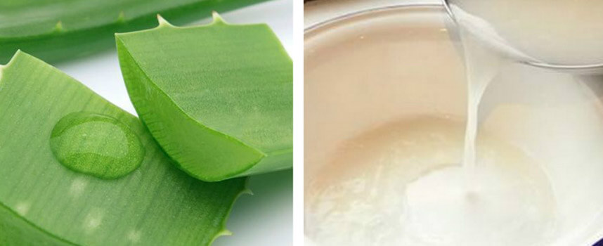 Công dụng và cách làm mặt nạ nha đam siêu đơn giản - Hoa Thien Thao Cosmetics