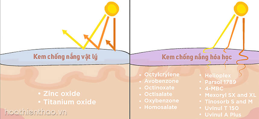 dùng kem chống nắng mỗi ngày có tốt không - Hoa Thiên Thảo