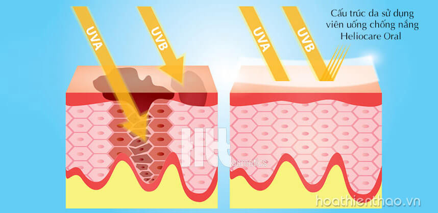 Giá viên uống chống nắng Heliocare Oral bao nhiêu? - Hoa Thiên Thảo