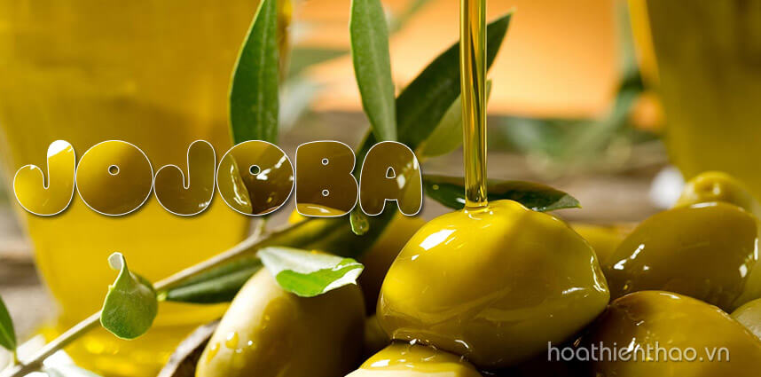 Jojoba là gì - Tinh dầu jojoba có tác dụng gì trong làm đẹp - Hoa Thiên Thảo
