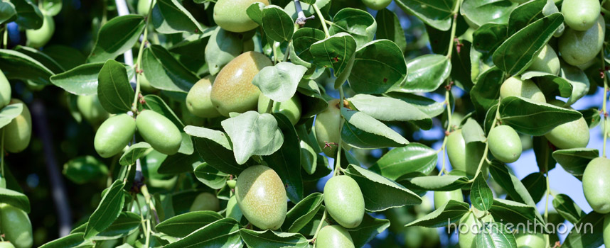 Jojoba là gì - Tinh dầu jojoba có tác dụng gì trong làm đẹp - Hoa Thiên Thảo