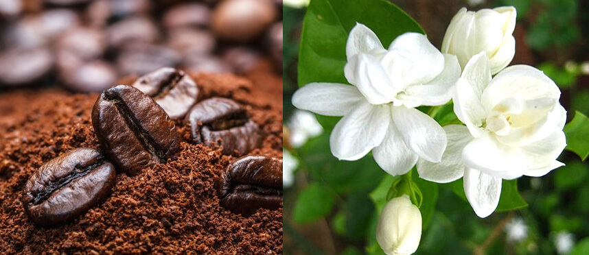 Bật mí kem tắm trắng cà phê hoa nhài nào tốt - Hoa Thiên Thảo
