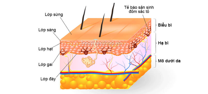 Kem trị nám tàn nhang của Nhật - HoaThienThao