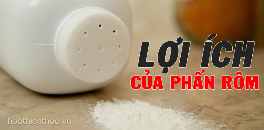 Những lợi ích của phấn rôm không phải ai cũng biết - Hoa Thiên Thảo