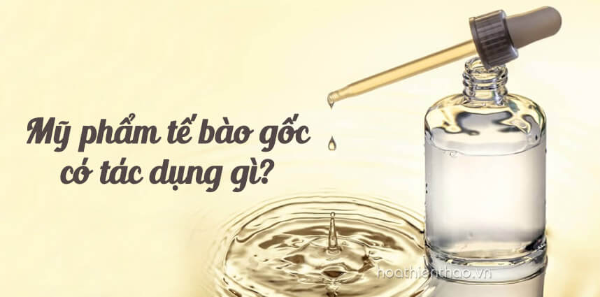 Mỹ phẩm tế bào gốc có tác dụng gì? HoaThienThao