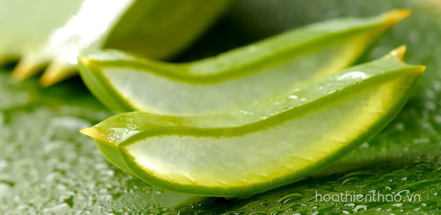 Nám mảng là gì Nguyên nhân và cách điều trị hiệu quả - Hoa Thiên Thảo