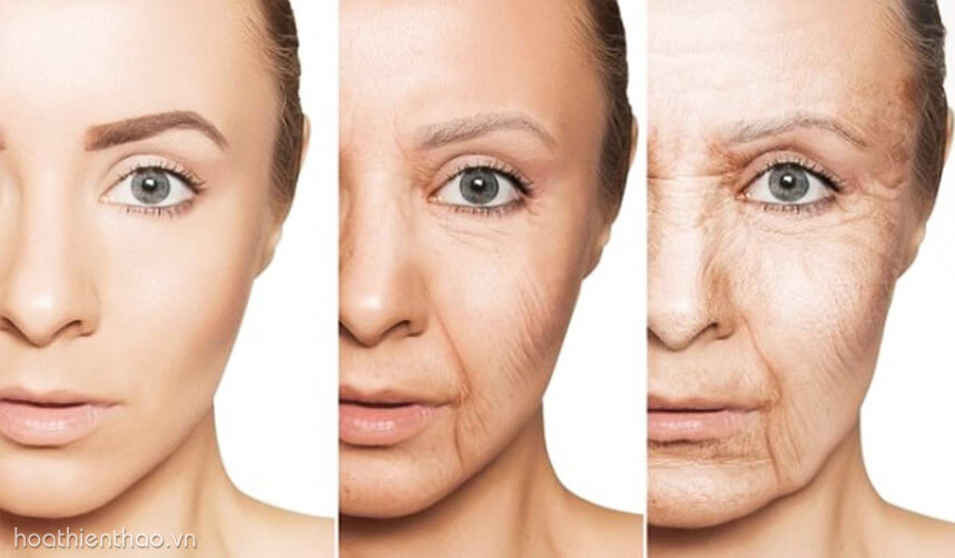 Serum dưỡng trắng da ban ngày - HoaThienThao