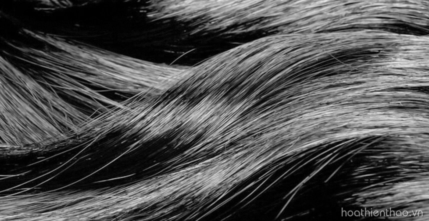 Serum mọc tóc là gì? HoaThienThao