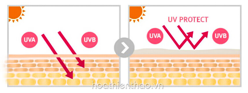 Sự thật về viên uống chống nắng - HoaThienThao
