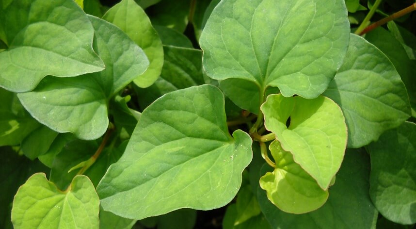 có nên đắp rau diếp cá hàng ngày - Hoa Thiên Thảo