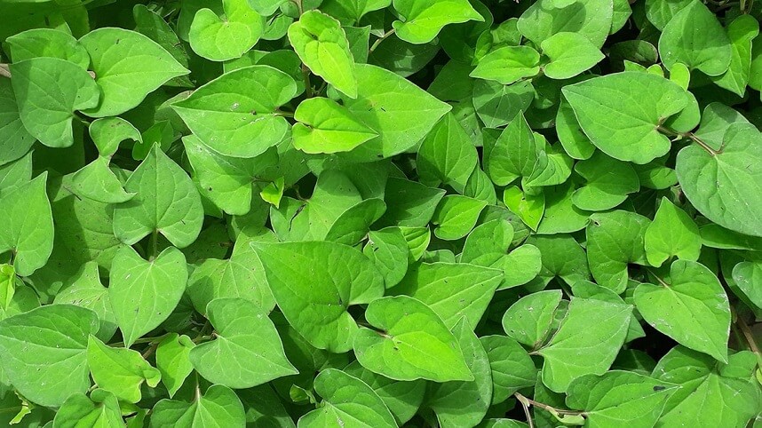 rau diếp cá xay - Hoa Thiên Thảo