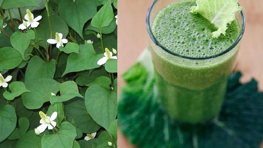 rau diếp cá có trị mụn không - Hoa Thiên Thảo