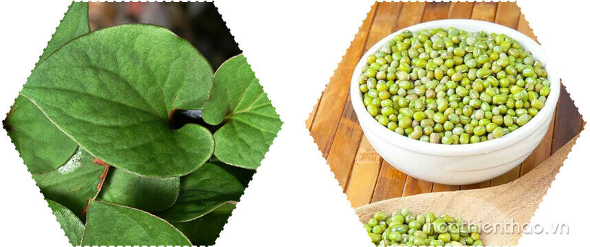 rau diếp cá với nước dừa - Hoa Thiên Thảo