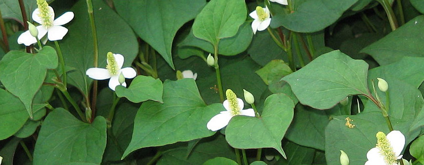  rau diếp cá trị mụn bọc - Hoa Thiên Thảo