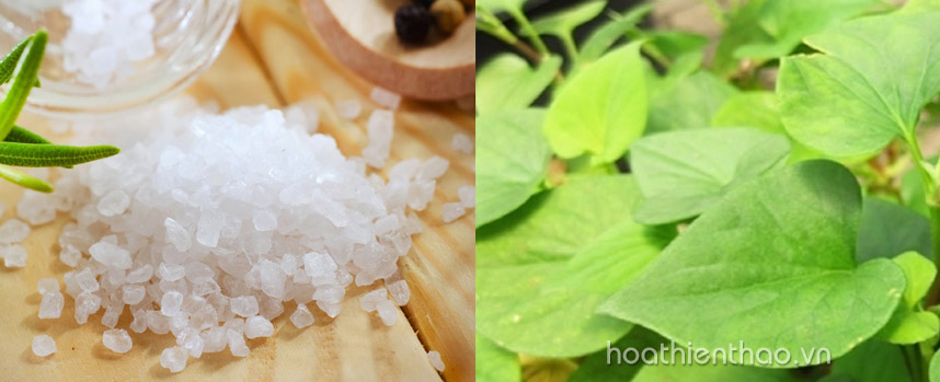 rau diếp cá in english - Hoa Thiên Thảo