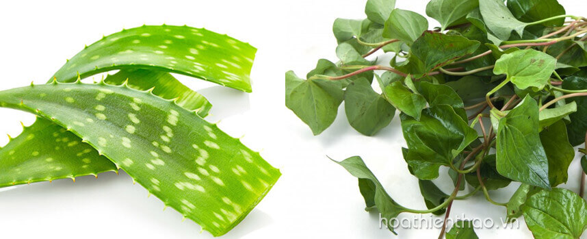 rau diếp cá và nước vo gạo - Hoa Thiên Thảo