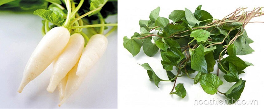 ăn rau diếp cá trị mụn - Hoa Thiên Thảo