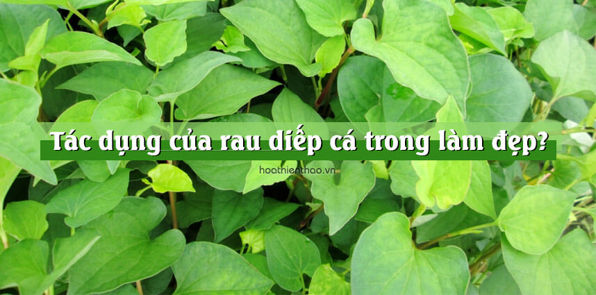 Tác dụng của rau diếp cá trong làm đẹp - Hoa Thiên Thảo