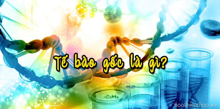Tế bào gốc là gì - HoaThienThao