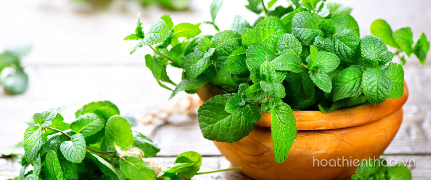 Thời tiết mùa hè nên đắp mặt nạ gì thì tốt - Hoa Thiên Thảo