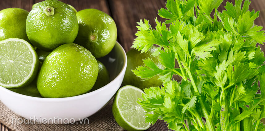 Trào lưu nước ép cần tây đẹp dáng đẹp da - HoaThienThao