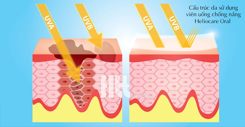 Bảo vệ da an toàn và hiệu quả từ bên trong