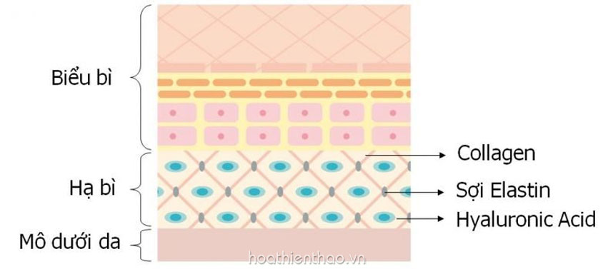 Kích thích sản sinh collagen và elastin tự nhiên